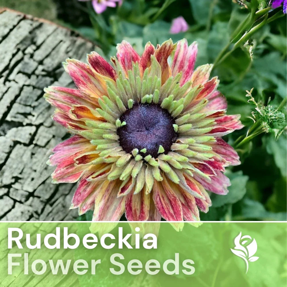 Rudbeckia Seeds - Sahara Starlight Annual Flower Seeds for Garden - Golden Yellow with Dark Centers - Rudbeckia hirta