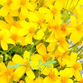 Mexican Tarragon Seeds | 100 Non-GMO Heirloom Herb Seeds | Tagetes lucida for Culinary & Garden Use