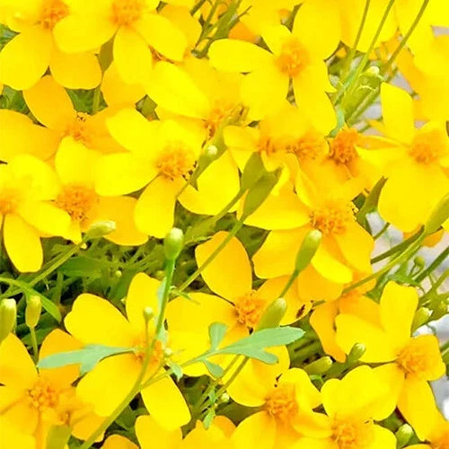 Mexican Tarragon Seeds | 100 Non-GMO Heirloom Herb Seeds | Tagetes lucida for Culinary & Garden Use