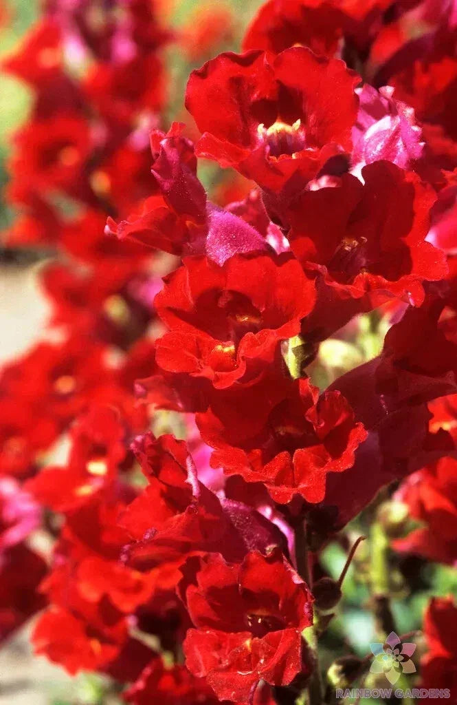La Bella Red Snapdragon Seeds - Bulk 1000+ Antirrhinum majus for Garden Planting, Vibrant Red Flowers