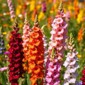 Snapdragon Flower Seeds – Mixed Colors, Tall Variety, 1000 Seeds, Antirrhinum majus for Butterflies & Bees