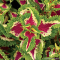Coleus Seeds - Wizard Rose Variety, Colorful Foliage, Solenostemon scutellarioides, Garden Planting, Easy Care, Free Shipping