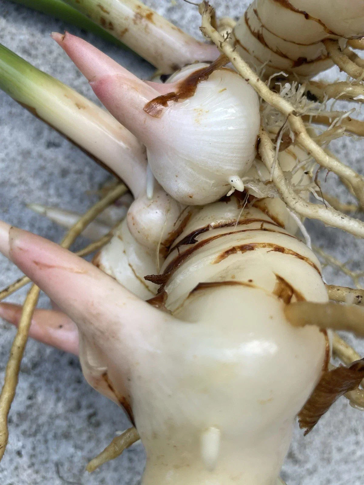 Fresh Thai Ginger Roots – Organic Galangal Rhizomes – Hawaii Grown Zingiber officinale – Spicy Asian Flavor, Culinary & Herbal Use