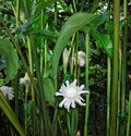 White Torch Ginger Plants - 2 Pack with Rhizomes - Etlingera Elatior - Tropical Ginger Lily for Garden or Pot