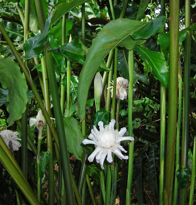 White Torch Ginger Plants - 2 Pack with Rhizomes - Etlingera Elatior - Tropical Ginger Lily for Garden or Pot