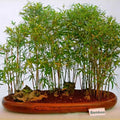 Live Small Bamboo Plant - Rooted Variety for Indoor & Outdoor, Bambusa spp., No Mess Roots, Garden or Pot