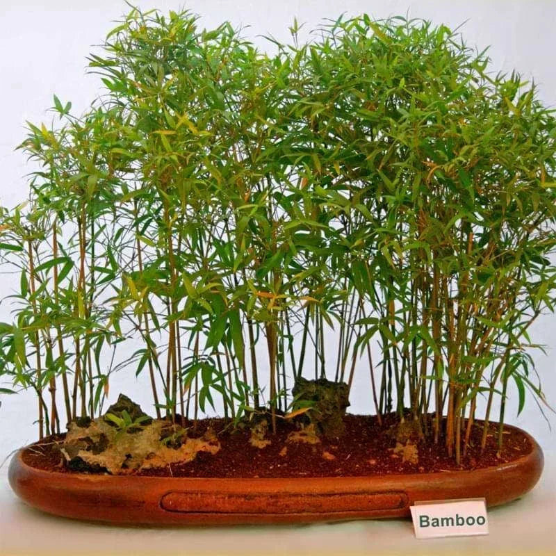 Live Small Bamboo Plant - Rooted Variety for Indoor & Outdoor, Bambusa spp., No Mess Roots, Garden or Pot