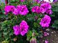 Purple Pelargonium Fancy Regal Geranium Cuttings - Live Plant, 6" Clippings, Pelargonium x hortorum for Gardens & Indoor Decor