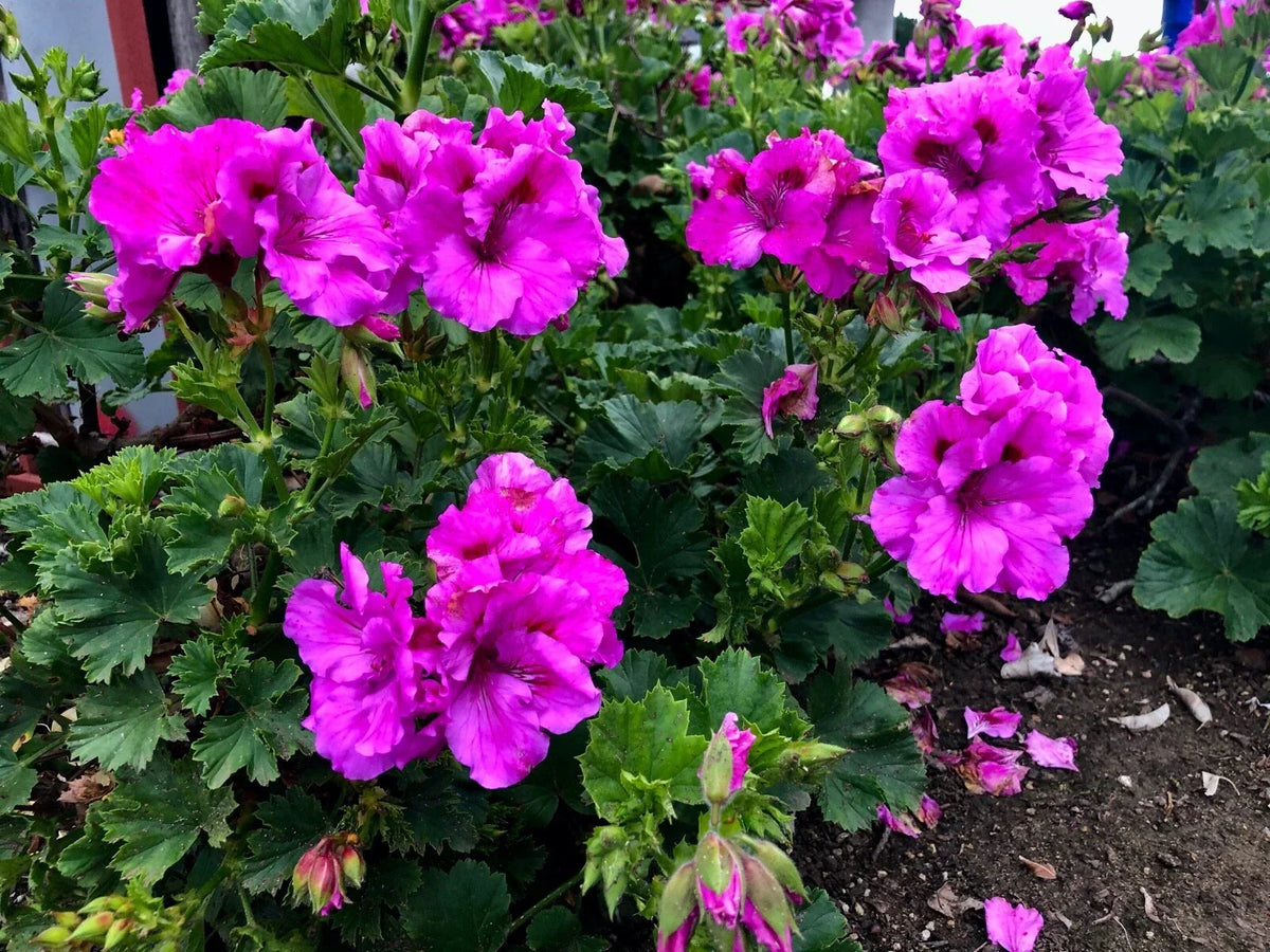 Purple Pelargonium Fancy Regal Geranium Cuttings - Live Plant, 6" Clippings, Pelargonium x hortorum for Gardens & Indoor Decor
