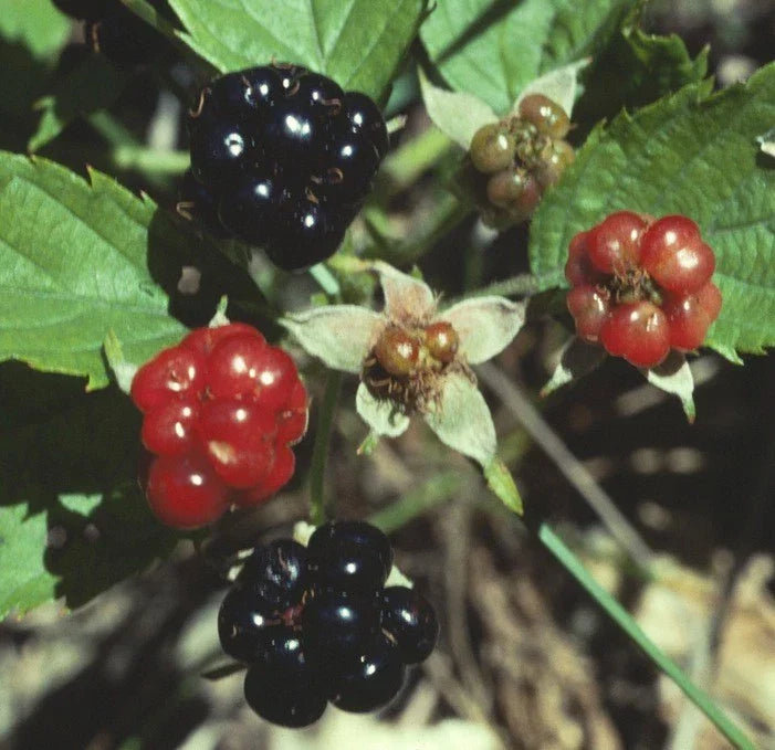 Swamp Dewberry Bare Root Plants – Wild Native Low-Growing Edible Bush – Rubus caesius, 5 Plants
