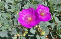 Calandrinia Spectabilis Cuttings - 4" Rock Purslane - Drought-Tolerant Succulent for Gardens & Landscapes