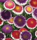 Aster Seeds Pompon Hi-No-Maru Mix, 200 Seeds, Vibrant Colors, Aster amellus, Summer Bloom, Pollinator Attractant