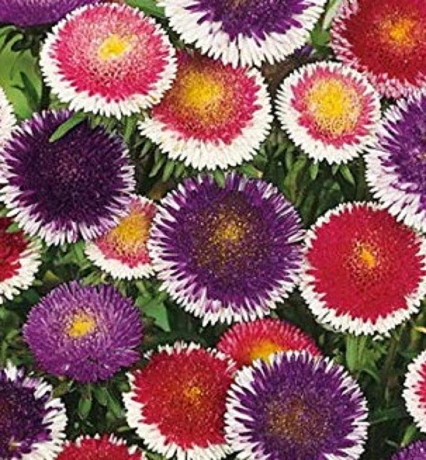 Aster Seeds Pompon Hi-No-Maru Mix, 200 Seeds, Vibrant Colors, Aster amellus, Summer Bloom, Pollinator Attractant