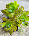 Rare Aeonium Voodoo Brushed Cutting 4” Variegated Succulent, Aeonium 'Voodoo' for Indoor & Outdoor Gardens