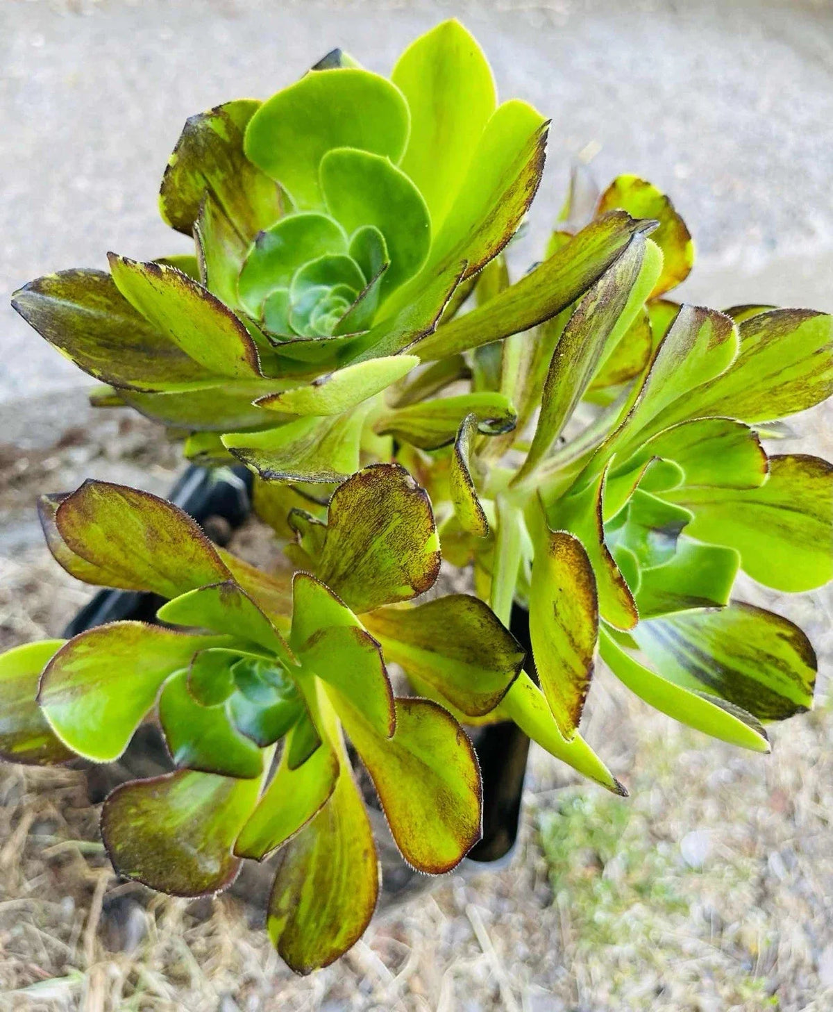Rare Aeonium Voodoo Brushed Cutting 4” Variegated Succulent, Aeonium 'Voodoo' for Indoor & Outdoor Gardens