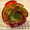 Aeonium 'Velour' Succulent Cuttings - Unrooted 4" Diameter, Drought-Resistant, Indoor/Outdoor Gardening
