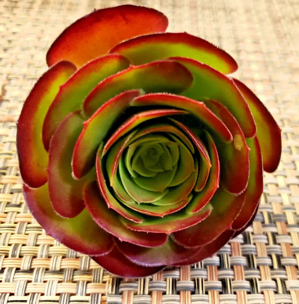 Aeonium 'Velour' Succulent Cuttings - Unrooted 4" Diameter, Drought-Resistant, Indoor/Outdoor Gardening