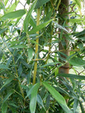 Fargesia Robusta "Wolong" Clumping Bamboo Plant – Hardy Privacy Screen, Ornamental Garden, 12-Inch Tall, Cold-Hardy, Low Maintenance