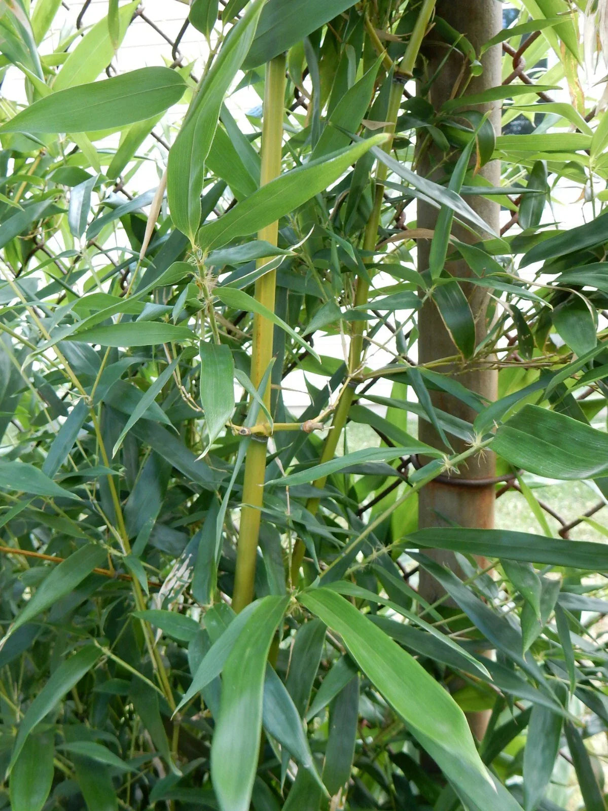 Fargesia Robusta "Wolong" Clumping Bamboo Plant – Hardy Privacy Screen, Ornamental Garden, 12-Inch Tall, Cold-Hardy, Low Maintenance
