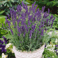 Vera Lavender Seeds 500+ | Perennial Lavandula angustifolia Flower Seeds for Garden, Borders, Containers