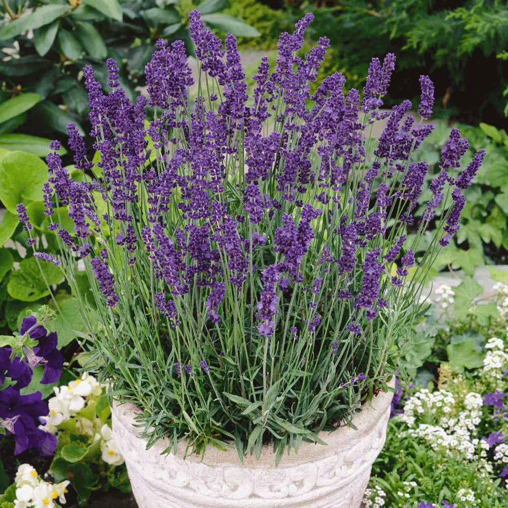Vera Lavender Seeds 500+ | Perennial Lavandula angustifolia Flower Seeds for Garden, Borders, Containers