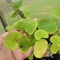 Utricularia reniformis Plant Cutting - Established Roots - Highland Aquatic Bladderwort - Carnivorous Plant