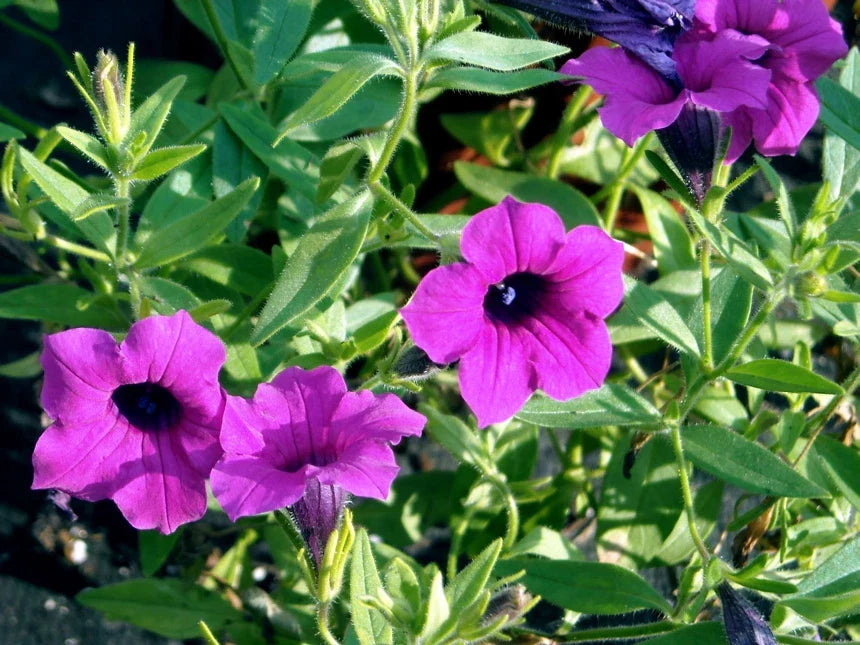 Wild Petunia Seeds - 35 Pack, Purple Fragrant Flowers, Ruellia humilis, Perennial, Easy to Grow, Pollinator Attracting