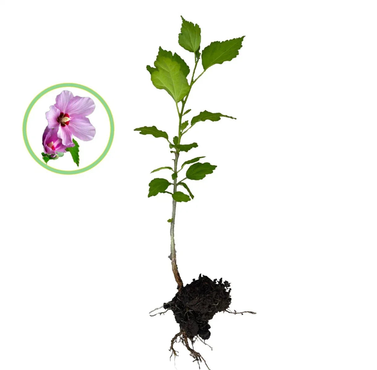 Rose of Sharon Hibiscus Live Plant Starter Bush – 1FT Organic Hibiscus syriacus Deciduous Shrub with Roots