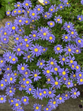 Blue Daisy Plants 3 Inch Pots, Perennials, Felicia amelloides, 5-6 Plants, Vibrant Blue Flowers, Hardy Groundcover
