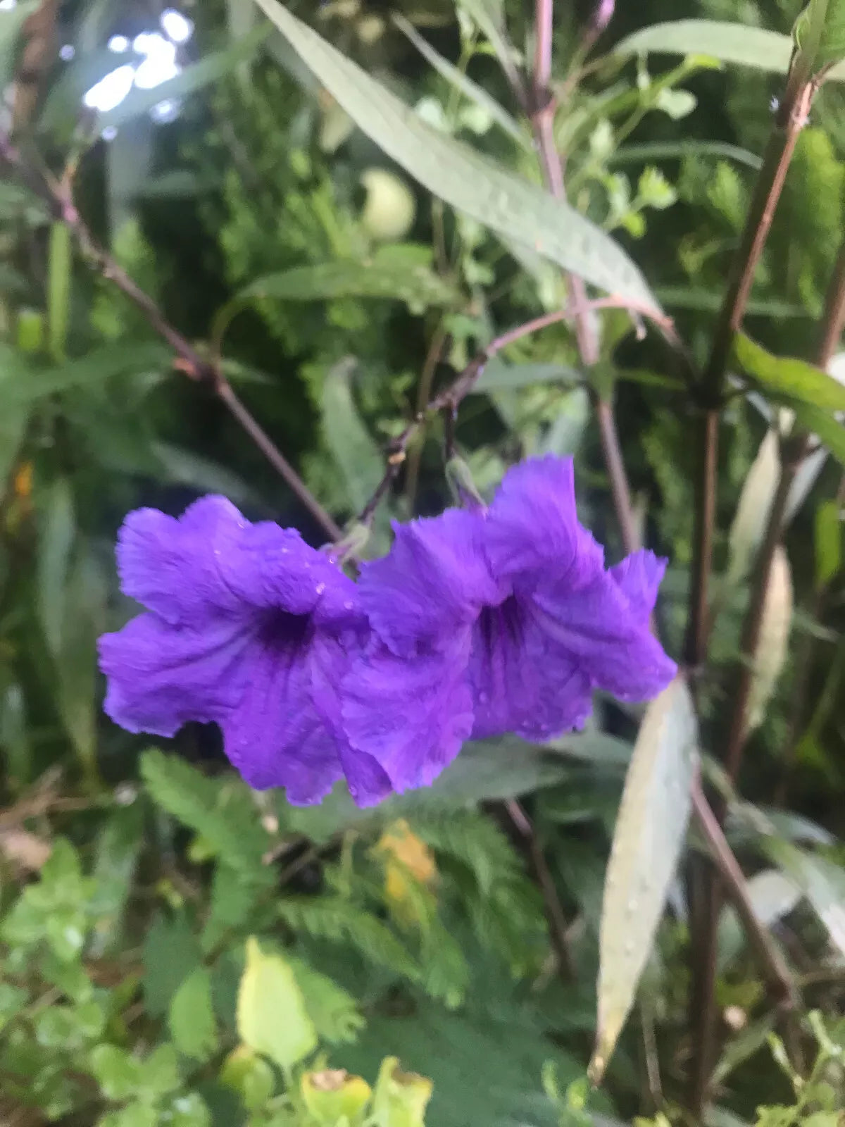 Mexican Petunia Cuttings - Organic Purple Flower Hedges - Perennial Ruellia simplex - 8" Long Planting Material