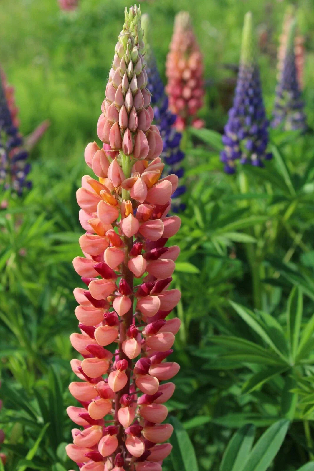 Pink Peach Lupine Seeds - Perennial Flower Seeds for Garden, Lupinus polyphyllus, Attracts Pollinators, Hardy, 25 Seeds
