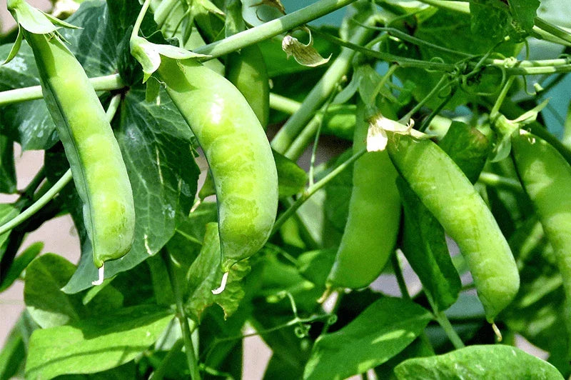 Sugar Snap Pea Seeds - Heirloom NON-GMO, Climbing Vines, Pisum sativum var. macrocarpon, Pack of 50 Seeds