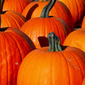 Connecticut Field Pumpkin Seeds Non-GMO Heirloom Cucurbita pepo for Gardening, Fall Decor, and Baking