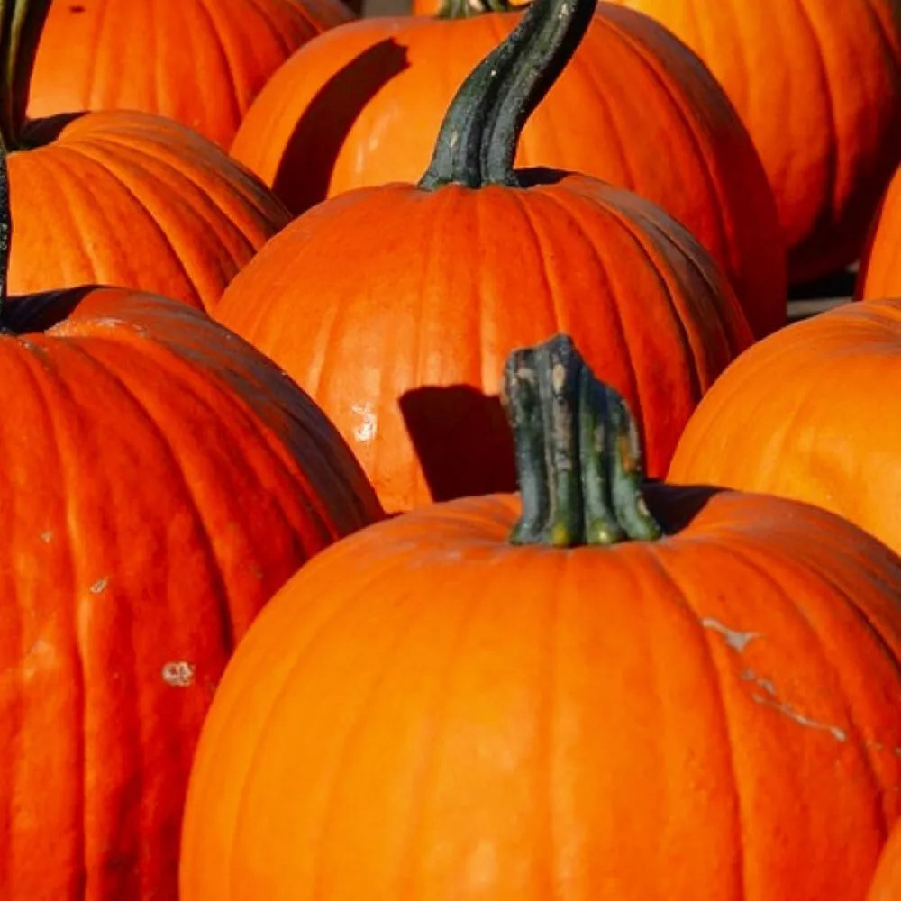 Connecticut Field Pumpkin Seeds Non-GMO Heirloom Cucurbita pepo for Gardening, Fall Decor, and Baking