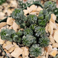 Peperomia Columella Cactus Plant - Live Succulent in 4-Inch Pot - Unique Green Indoor Houseplant