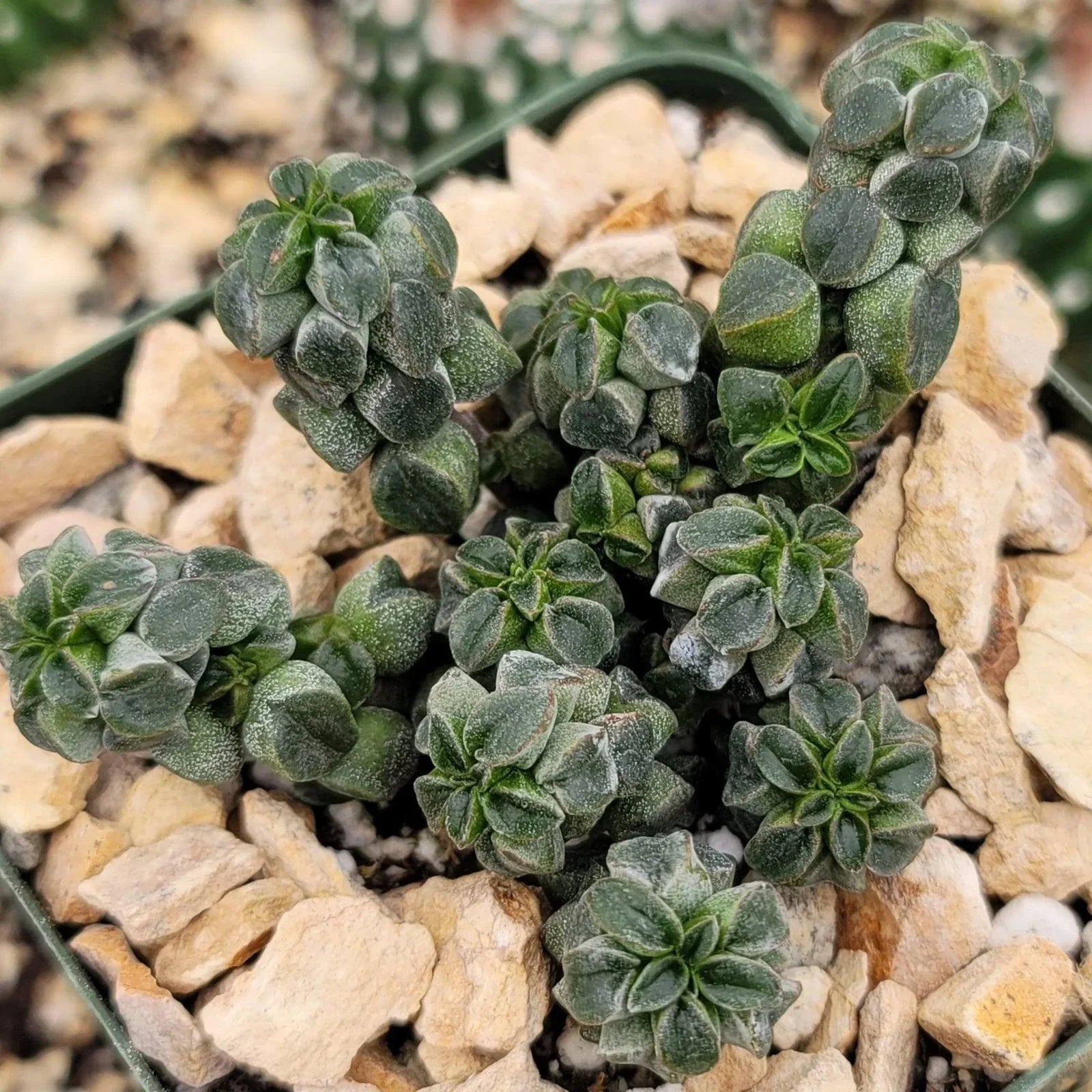 Peperomia Columella Cactus Plant - Live Succulent in 4-Inch Pot - Unique Green Indoor Houseplant