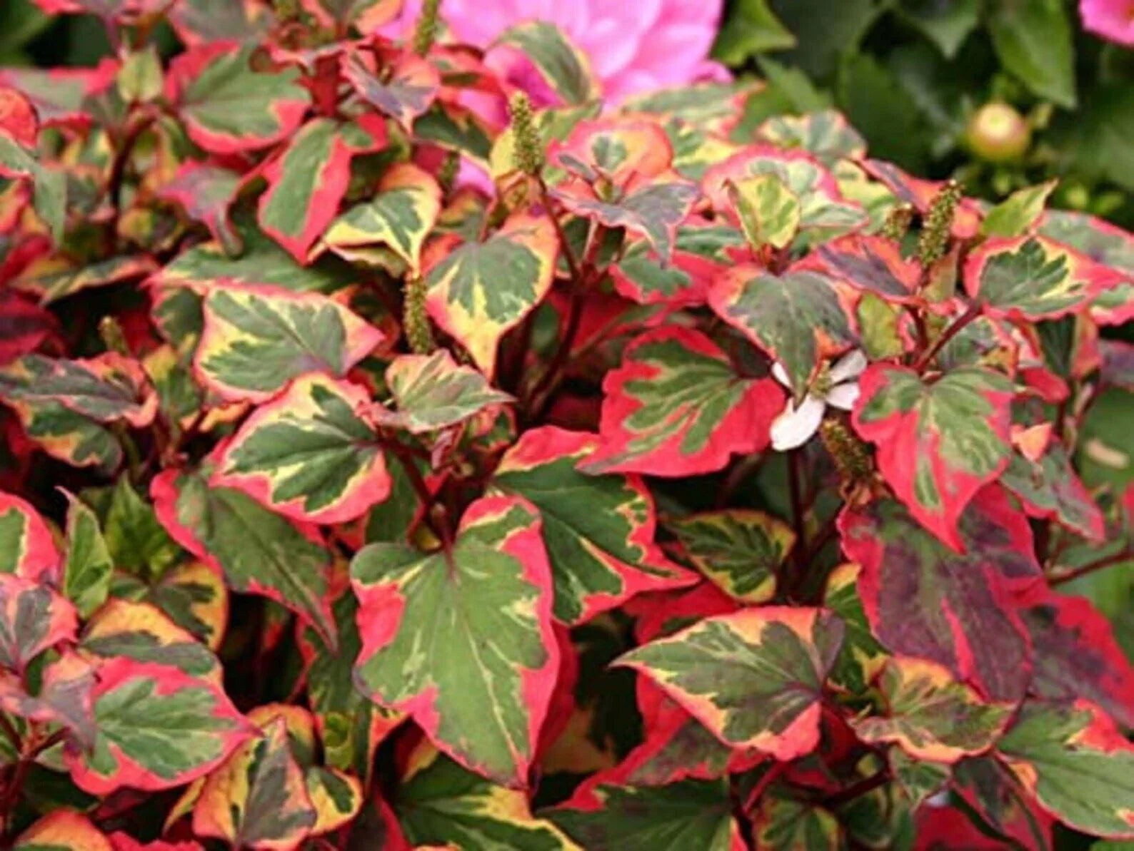 Variegated Houttuynia Cordata Ground Cover Plants - 15 Bareroot Perennials for Shade & Moist Soil