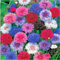 Bachelor Button Seeds - Polka Dot Mix, Organic, 200 Seeds, Centaurea cyanus, USA Grown, Full Sun, Wildflower & Cut Flower