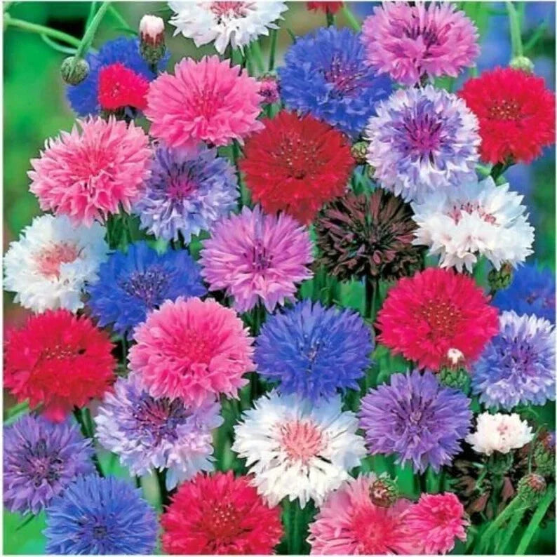 Bachelor Button Seeds - Polka Dot Mix, Organic, 200 Seeds, Centaurea cyanus, USA Grown, Full Sun, Wildflower & Cut Flower