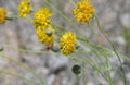 Greenthread Wildflower Seeds 58 Packets - Yellow Navajo Tea Thelesperma megapotamicum for Pollinator Gardens