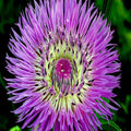 American Rose Basket Flower Seeds, Centaurea americana, 25 Pack, Vibrant Pink to Purple Blooms, Cold Hardy Garden Plant