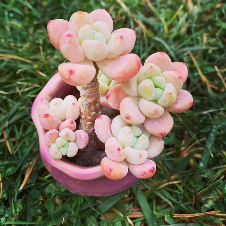 Sedum Seeds 100 Count Tiscalatengo Gorge Succulent Seeds for Garden, Indoor & Ground Cover - Sedum spp.