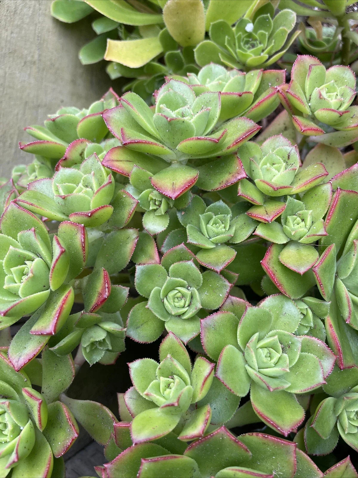 Live 3" Aeonium Pinwheel Succulent Cuttings - Haworthia Aboreum Indoor Plant Decor, Easy Care, Propagatable, Compact Rosettes