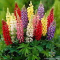 Gallery Mix Lupine Seeds - Perennial Flower Seeds - Colorful Lupinus polyphyllus - Easy to Grow, Pollinator Attracting, USA Grown