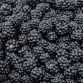 Prime-Ark Blackberry Bare Root Plug – 1-Year-Old Rubus fruticosus Thornless Cane Plant for Home Gardens