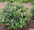 Dwarf Blueberry Plant - 1 QT Live Vaccinium corymbosum in Fabric Grow Bag - Top Hat Variety for Small Gardens & Containers