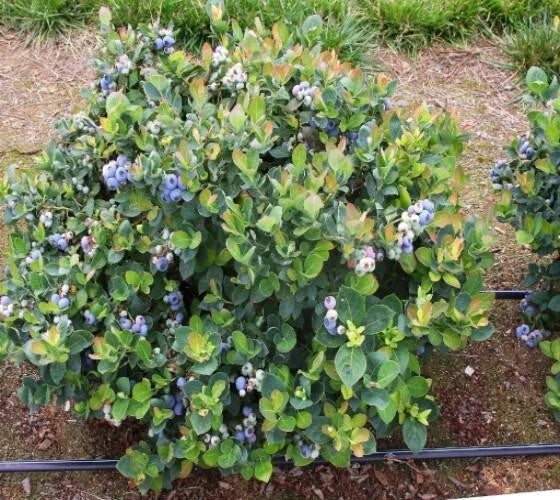 Dwarf Blueberry Plant - 1 QT Live Vaccinium corymbosum in Fabric Grow Bag - Top Hat Variety for Small Gardens & Containers