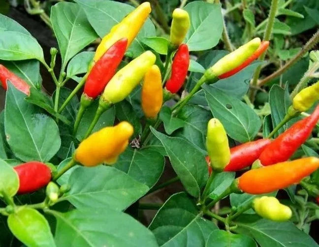Live Organic Tabasco Pepper Plant - Capsicum frutescens, Well-Rooted, Spicy Fresh Peppers for Garden or Container