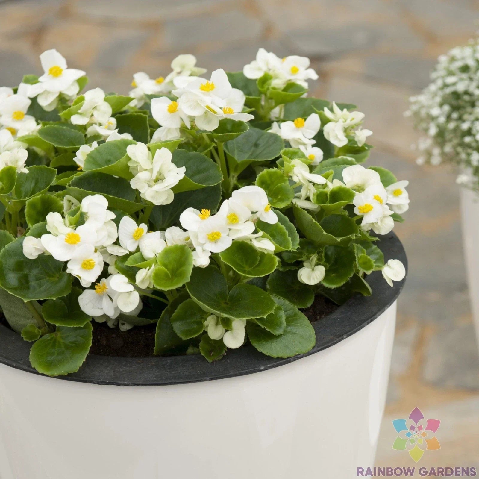 Ambassador White Begonia Seeds - 25+ Begonia x semperflorens for Garden Planting, White Flowers, Container & Bed Gardening