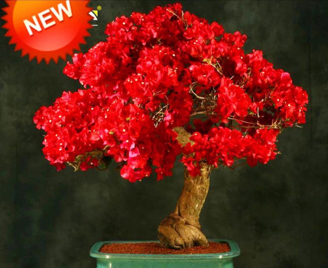 Bougainvillea Starter Plant - Spectabilis Red - Well Rooted Plug - Drought-Tolerant, Butterfly Attracting, Full Sun, Bougainvillea spectabilis